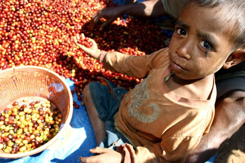 Rebu-Telu Coffee Co-operative which supports 138 families. They sell organic fair trade coffee to the Japanese market. Photo: John Sones/OxfamAUS