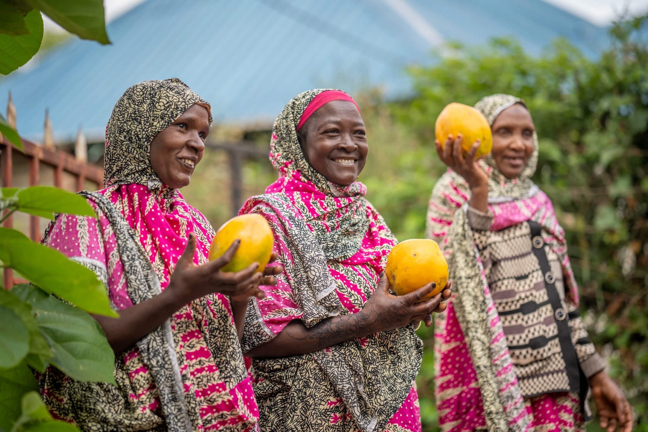 Kenya: Asili Sode, Ake Aila, Mumina Barile of Uye women group, Dakabaricha, Marsabit County, participants in a food production response project supported by NORAD, with pawpaw harvest, fruit jam Value Addition training from PACIDA, an Oxfam partner organization. Photo: Misheck Kamau/Oxfam